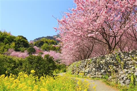 桑田山雪割桜